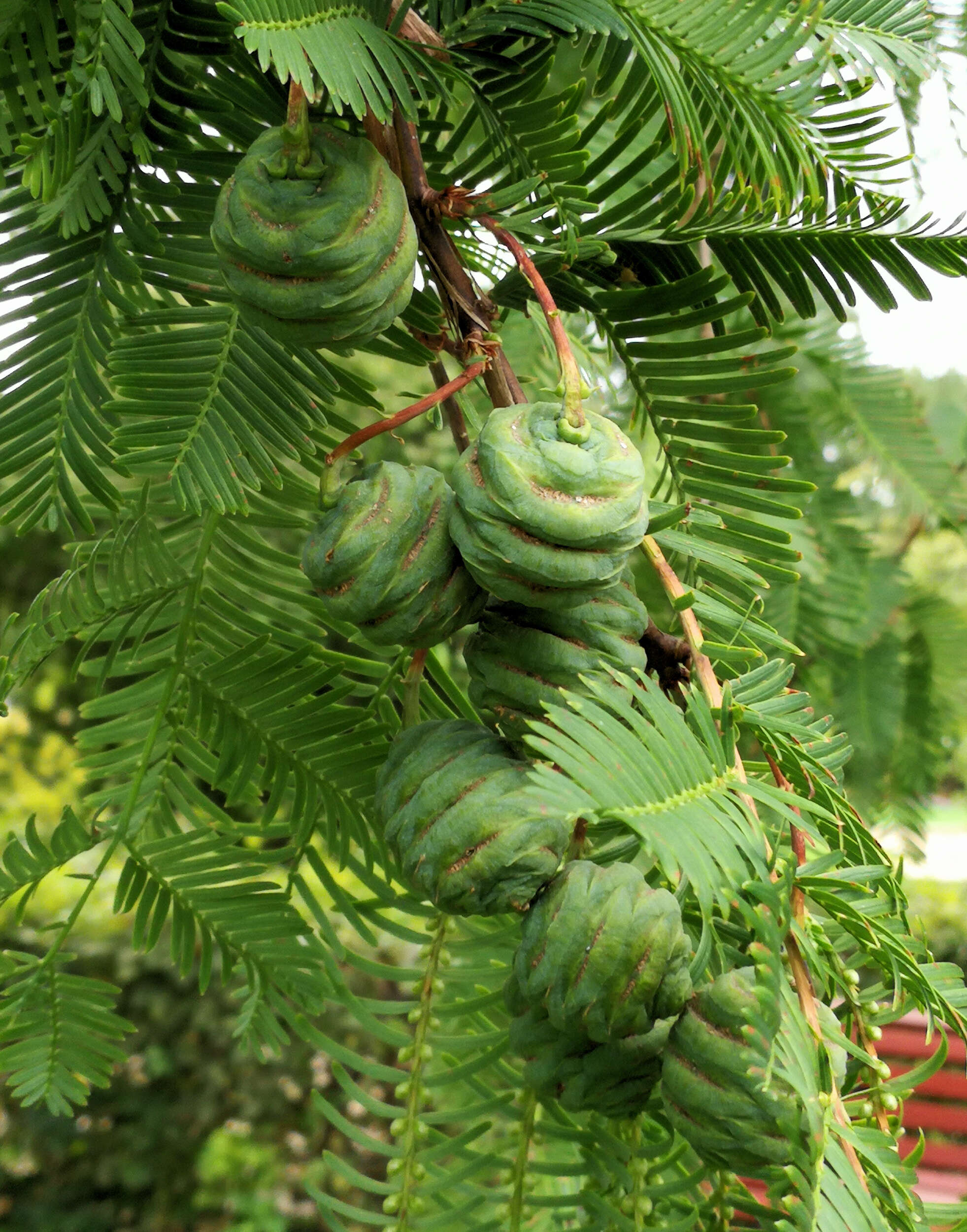 Image of dawn redwood