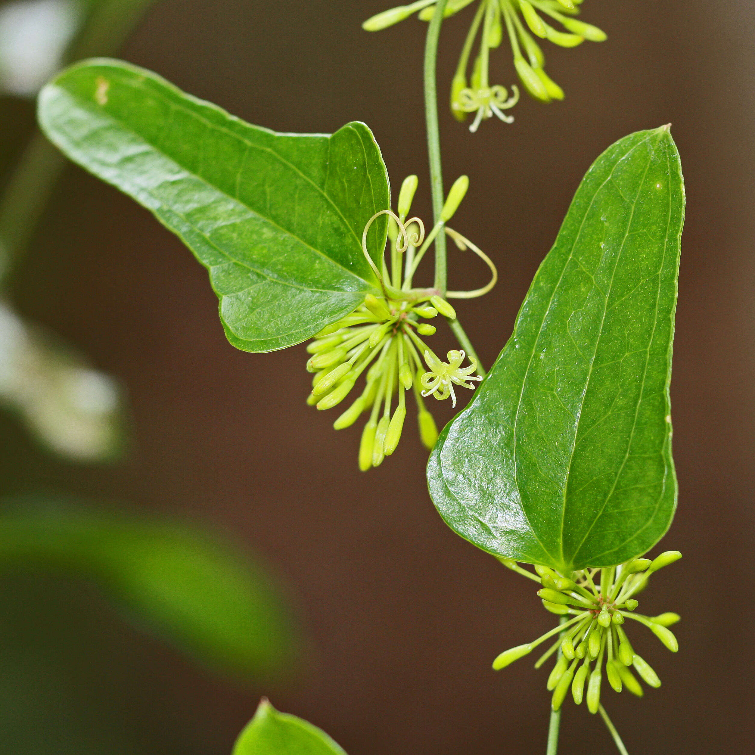 Image of earleaf greenbrier