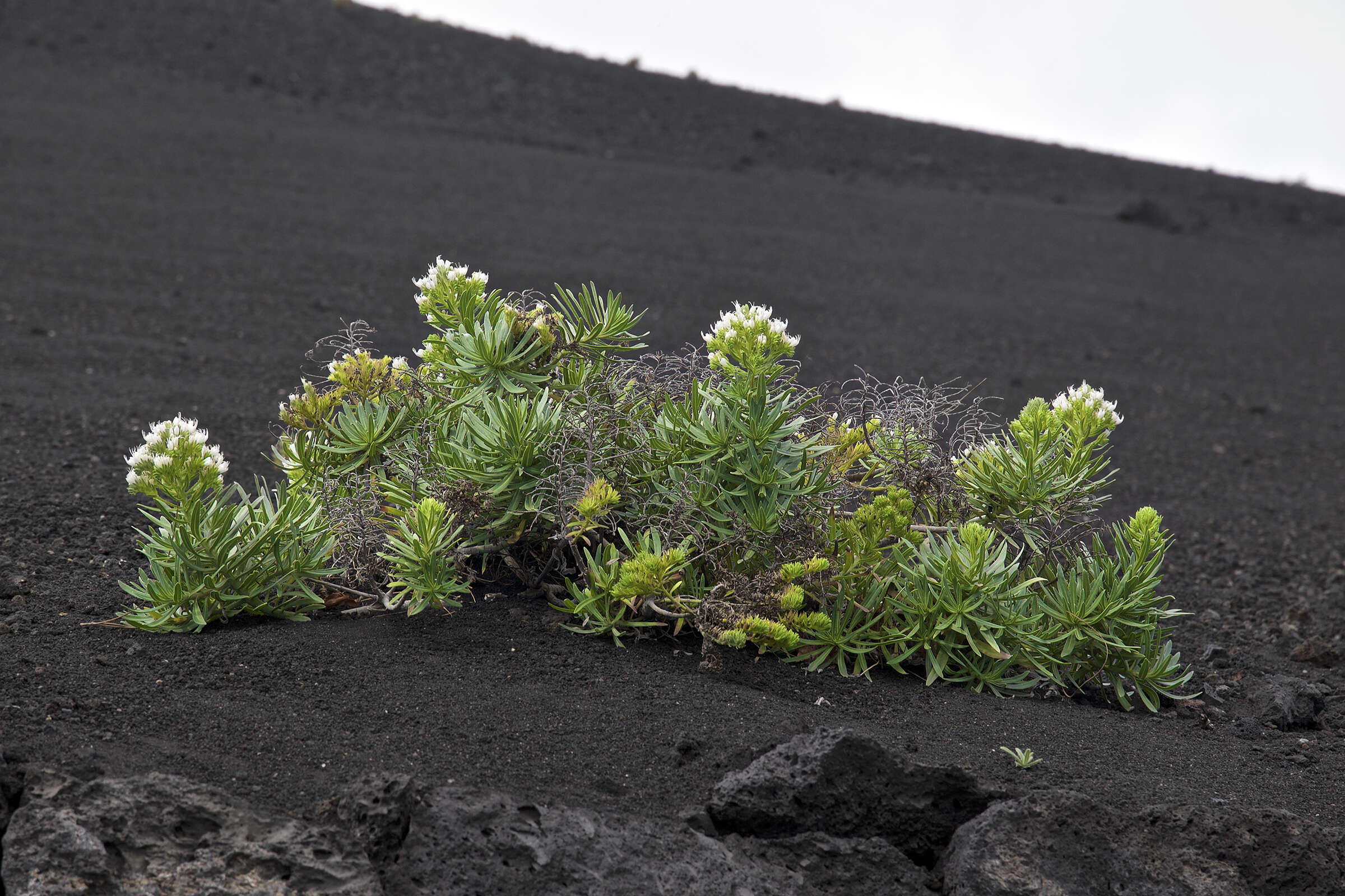 Echium brevirame Sprague & Hutchinson的圖片