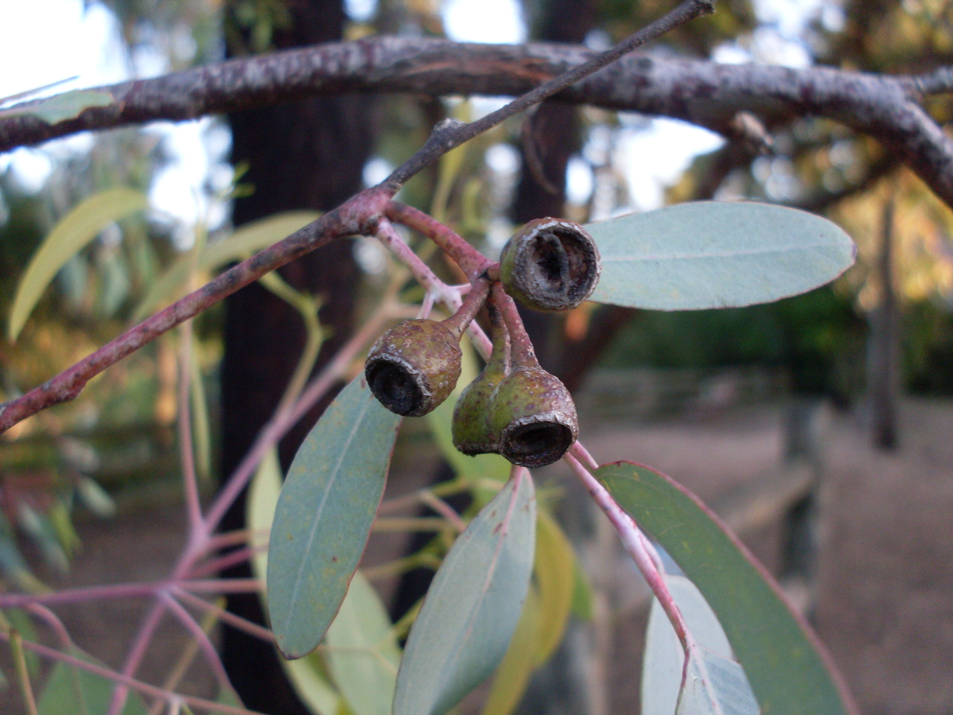 Imagem de Eucalyptus sideroxylon A. Cunn. ex Woolls