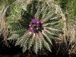 Image of meadow thistle