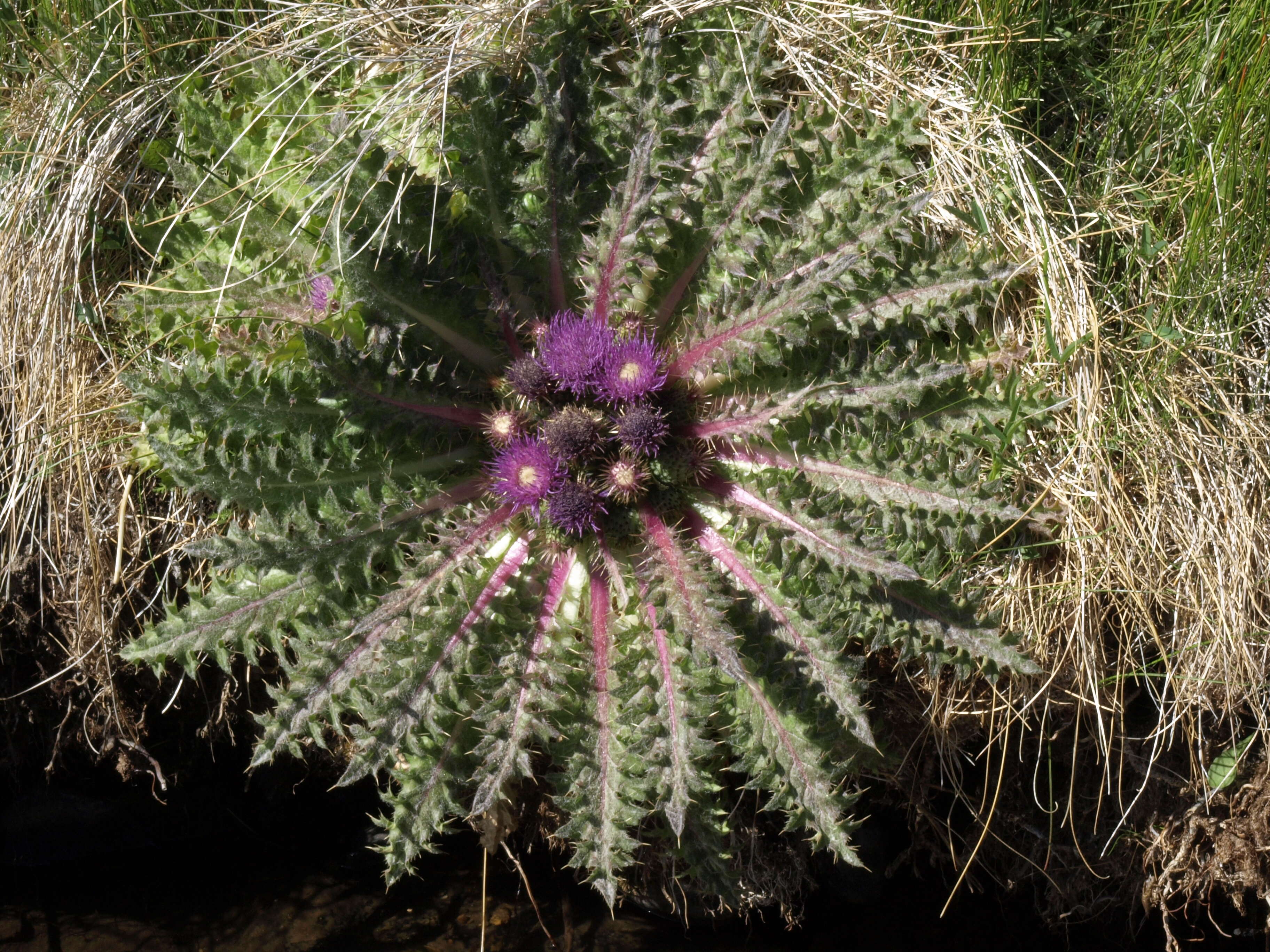 Image de Cirsium scariosum Nutt.