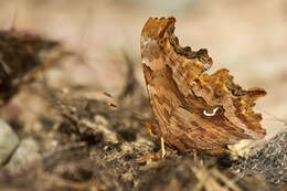 Слика од Polygonia satyrus Edwards