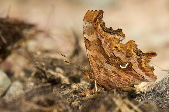 Image of Satyr Comma