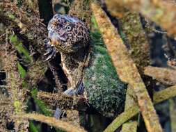 Image of Loggerhead Musk Turtle