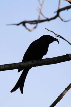 Image of Fork-tailed Drongo