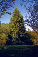 Image of Cypress