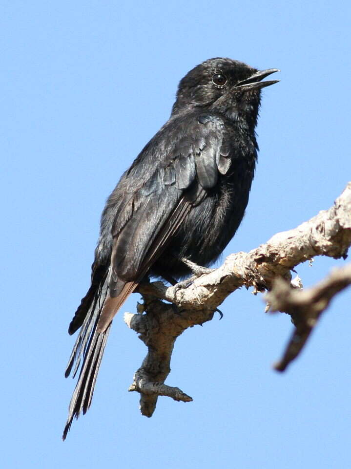 Image of Melaenornis Gray & GR 1840