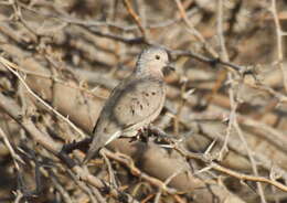 صورة Columbina passerina (Linnaeus 1758)