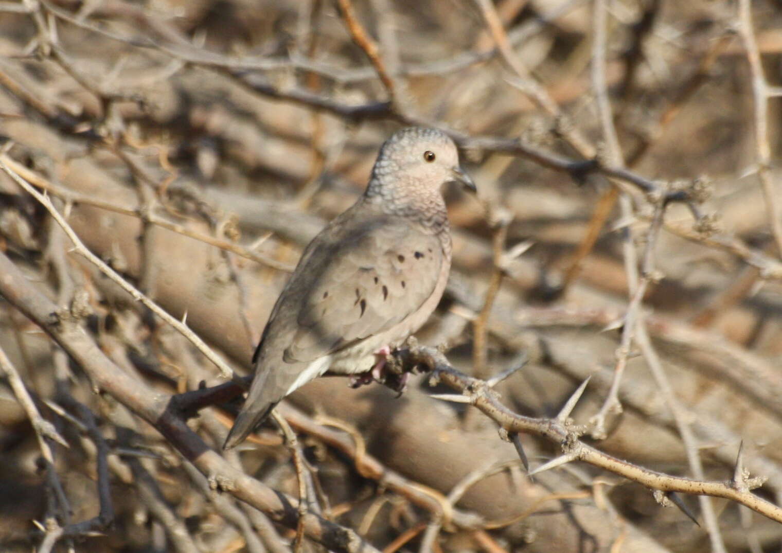 Image de Columbina Spix 1825