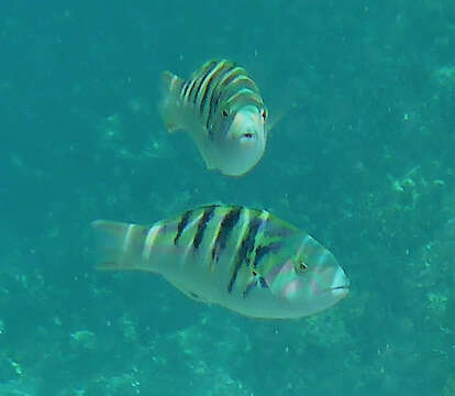 Image of Parrotfish