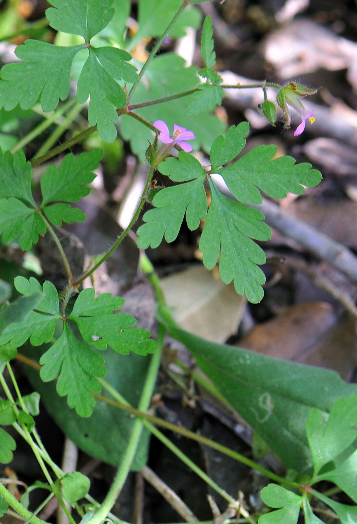 Image of Little-Robin