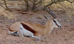 Image of Springbok