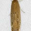 Image of Limnaecia phragmitella Stainton 1851