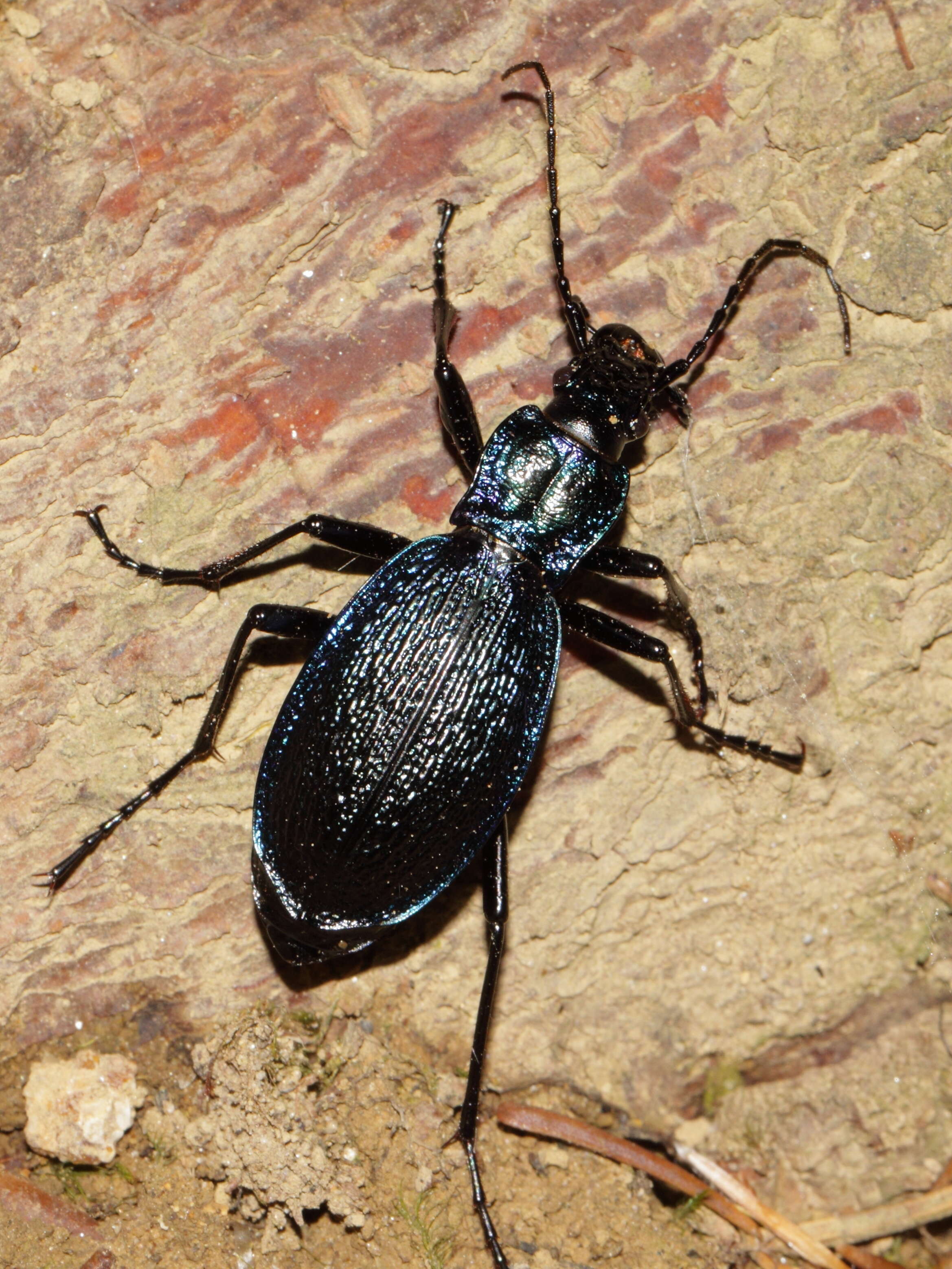 Image of Blue Ground Beetle