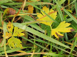 Image of Goldilocks Buttercup