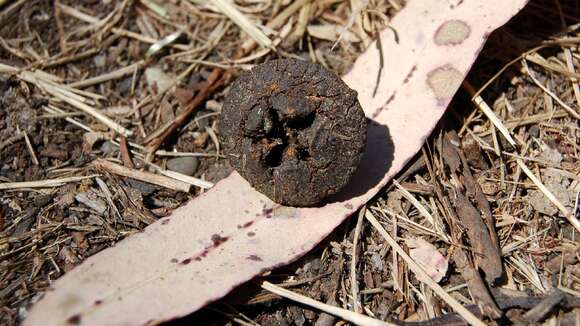 Image of Tasmanian blue gum