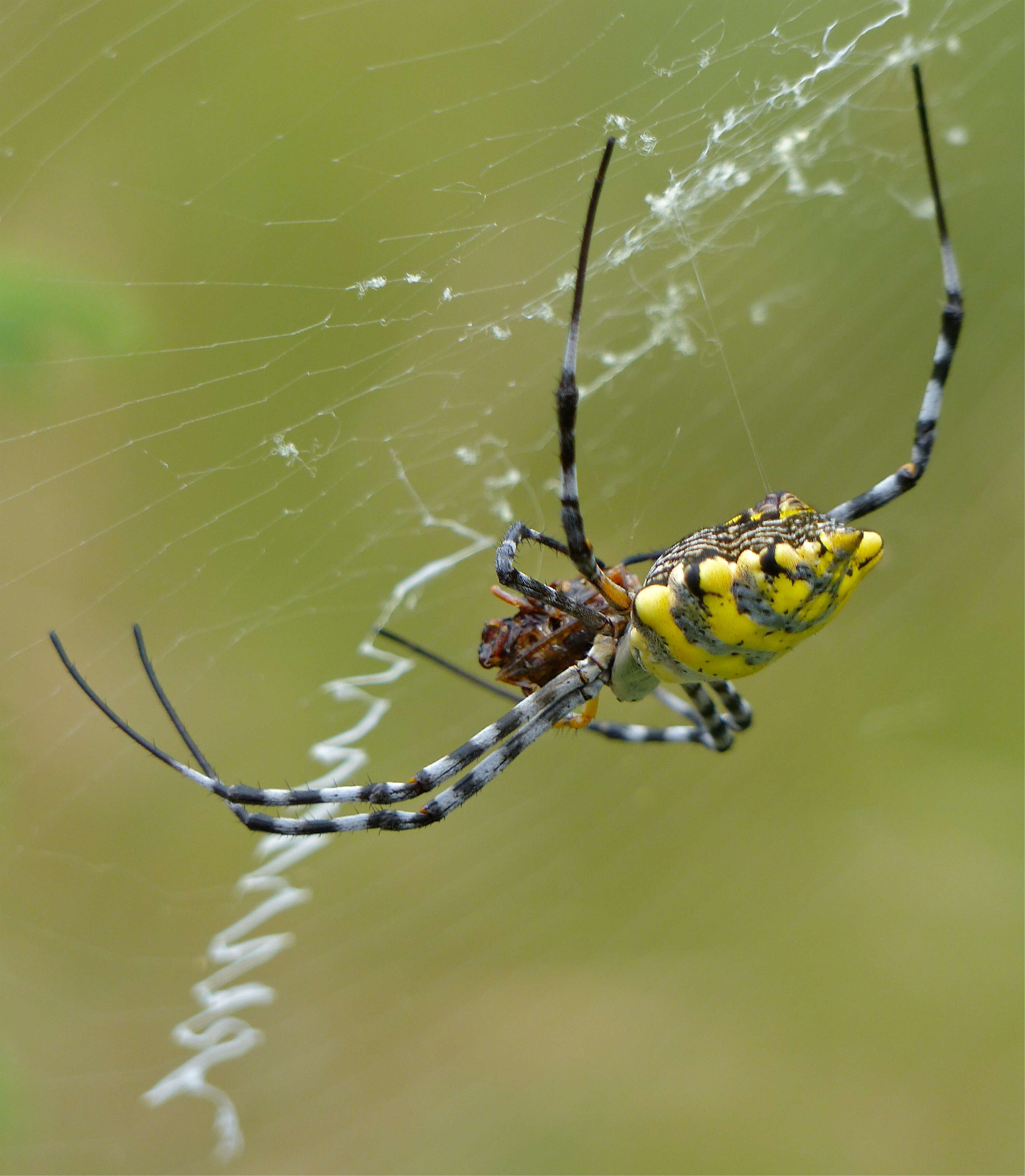 Image of Argiope lobata (Pallas 1772)