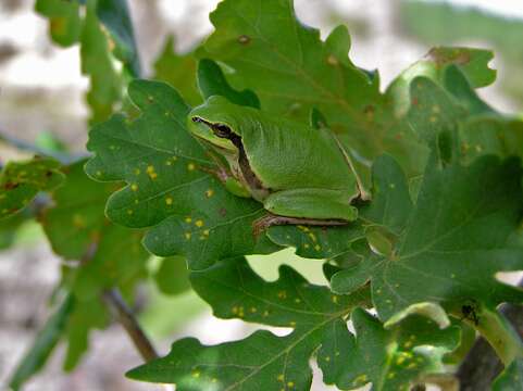 Image of Mediterranean Tree Frog