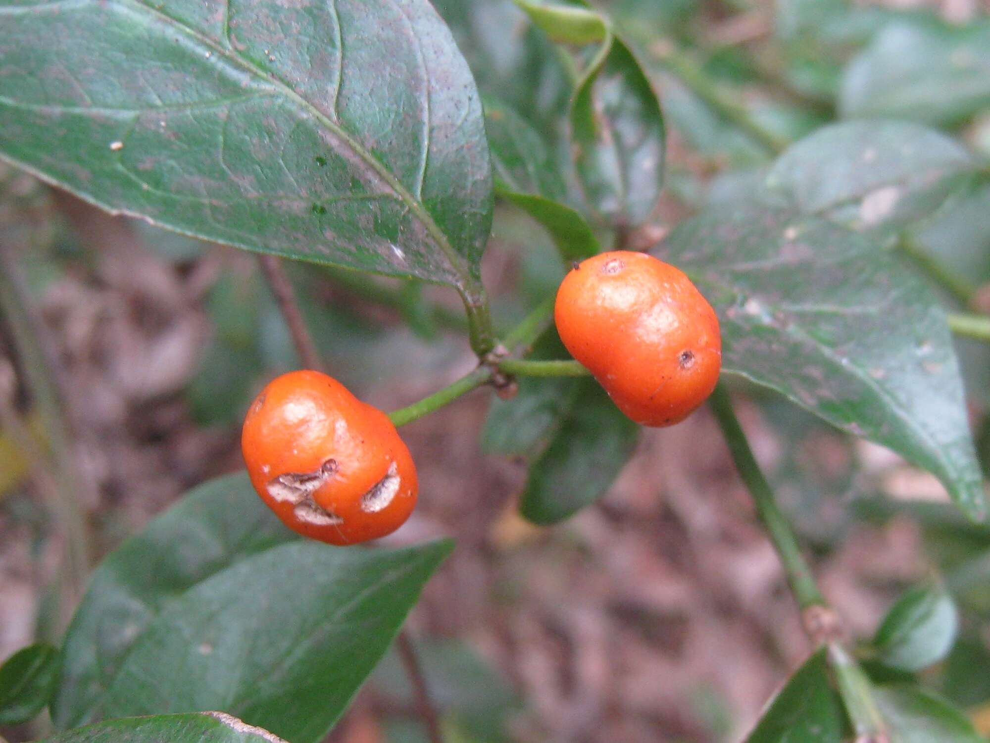 Gynochthodes jasminoides (A. Cunn.) Razafim. & B. Bremer的圖片