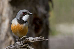 Image of Rufous Whistler