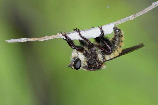 Image of Bee Killers