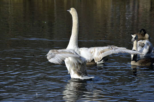 Image of Trumpeter Swan