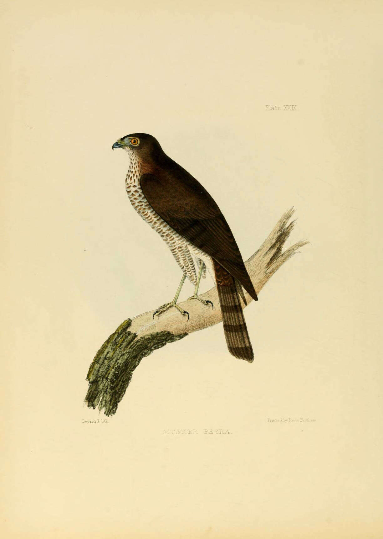 Слика од Accipiter virgatus (Temminck 1822)