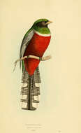 Plancia ëd Trogon Brisson 1760