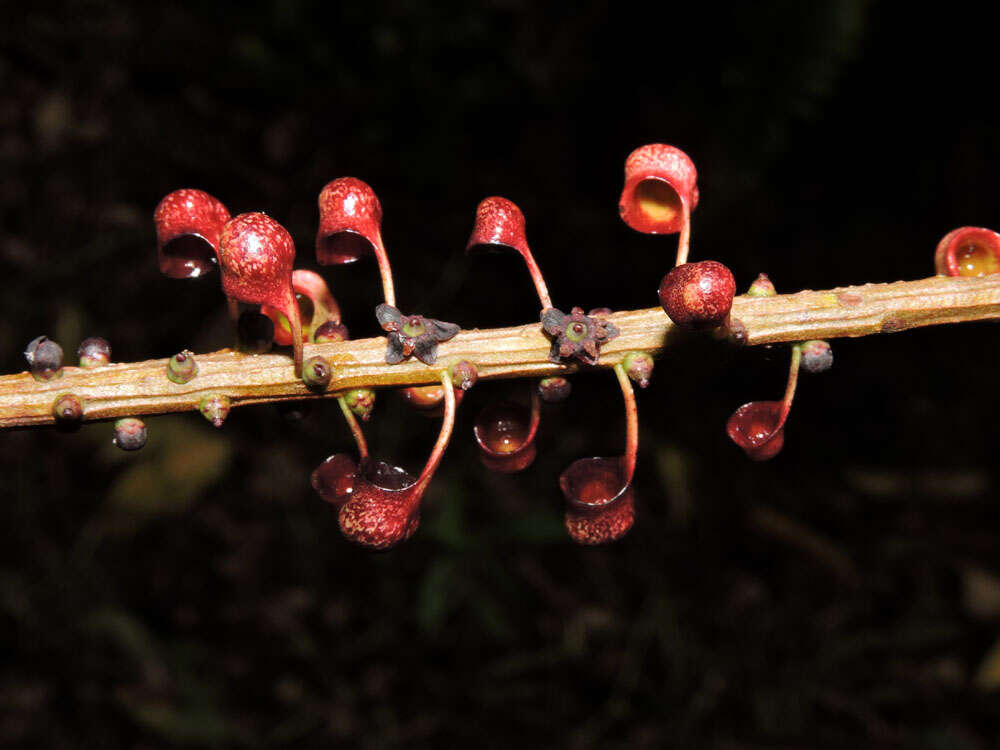 Image of Sarcopera sessiliflora (Triana & Planch.) H. G. Bedell