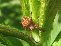 Image of Spotted Orbweavers