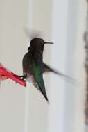 Image of Ruby-throated Hummingbird