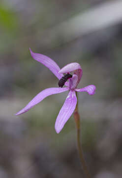 Image of Black-tongue caladenia