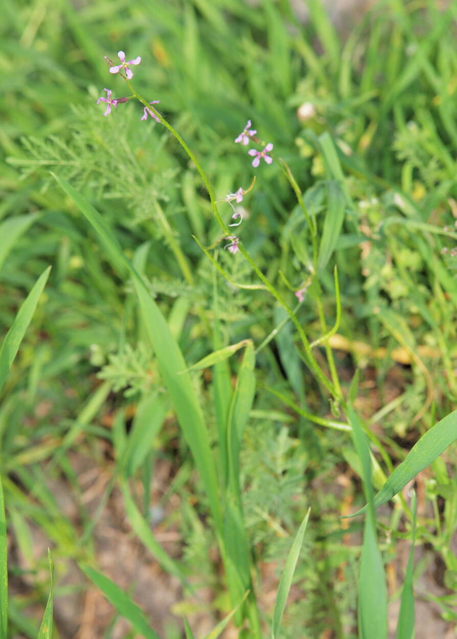 Image of chorispora