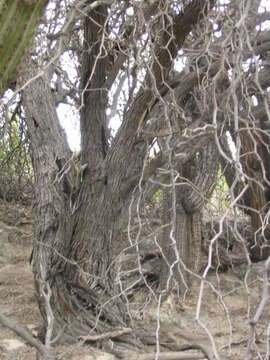 Image de Prosopis chilensis (Molina) Stuntz