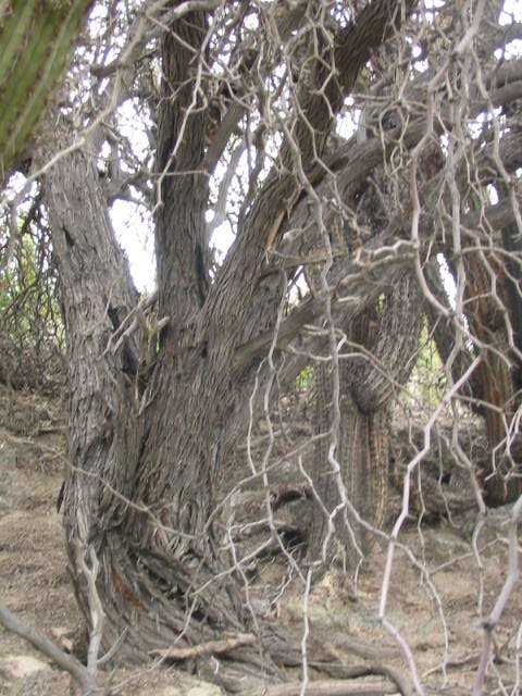 Image de Prosopis