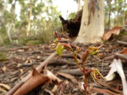 Image of Orchidaceae