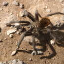 Image of Aphonopelma marxi (Simon 1891)