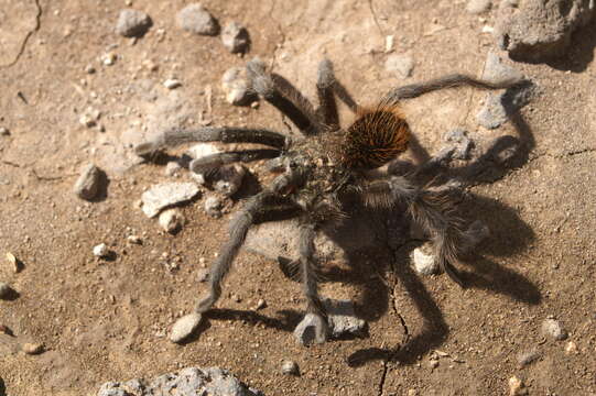 Image of Aphonopelma marxi (Simon 1891)