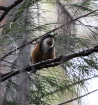 Image of Spinebill