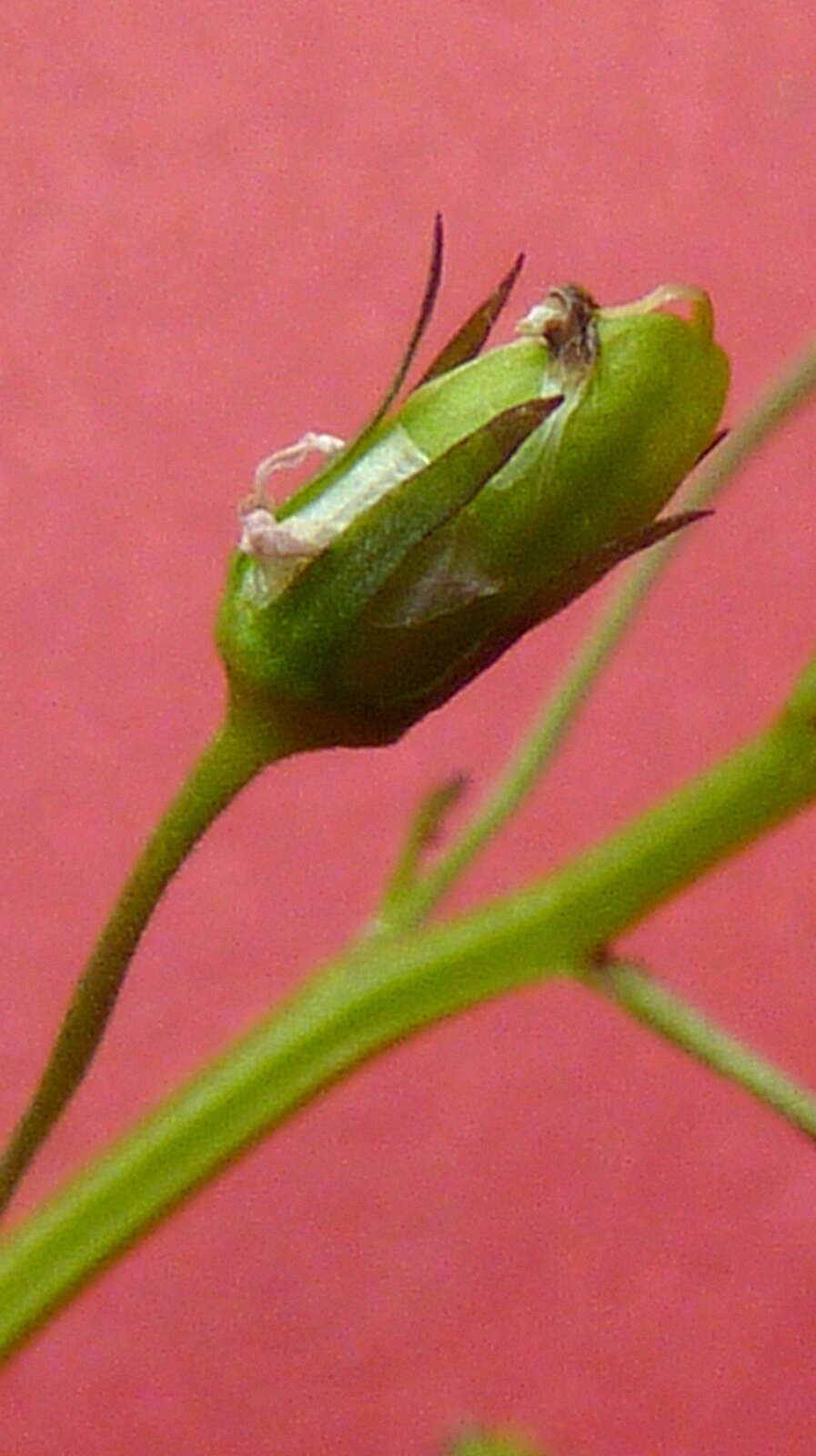 Image de Lobelia xalapensis Kunth