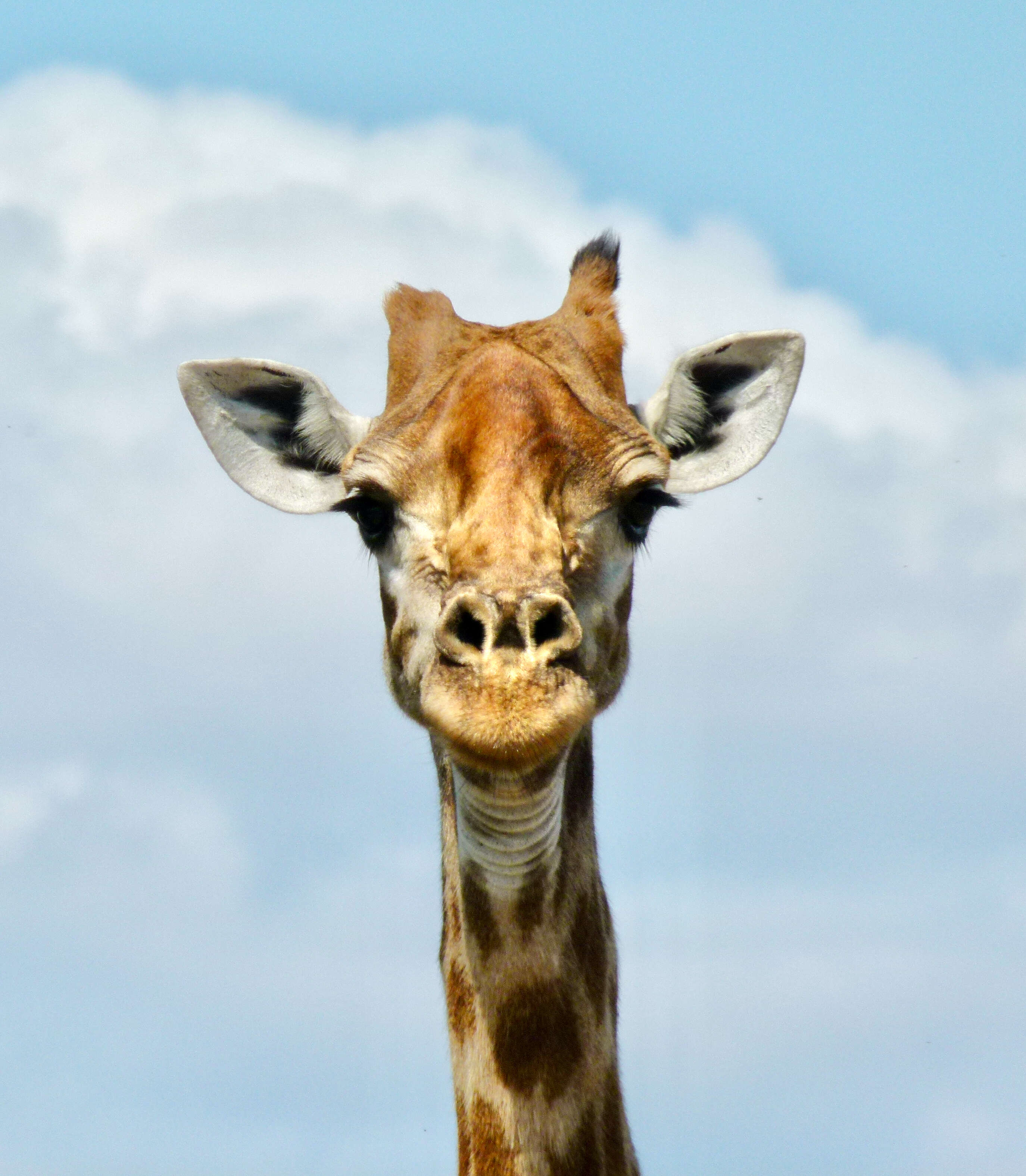 Image of Giraffes