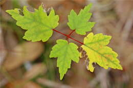 Image of Red Maple