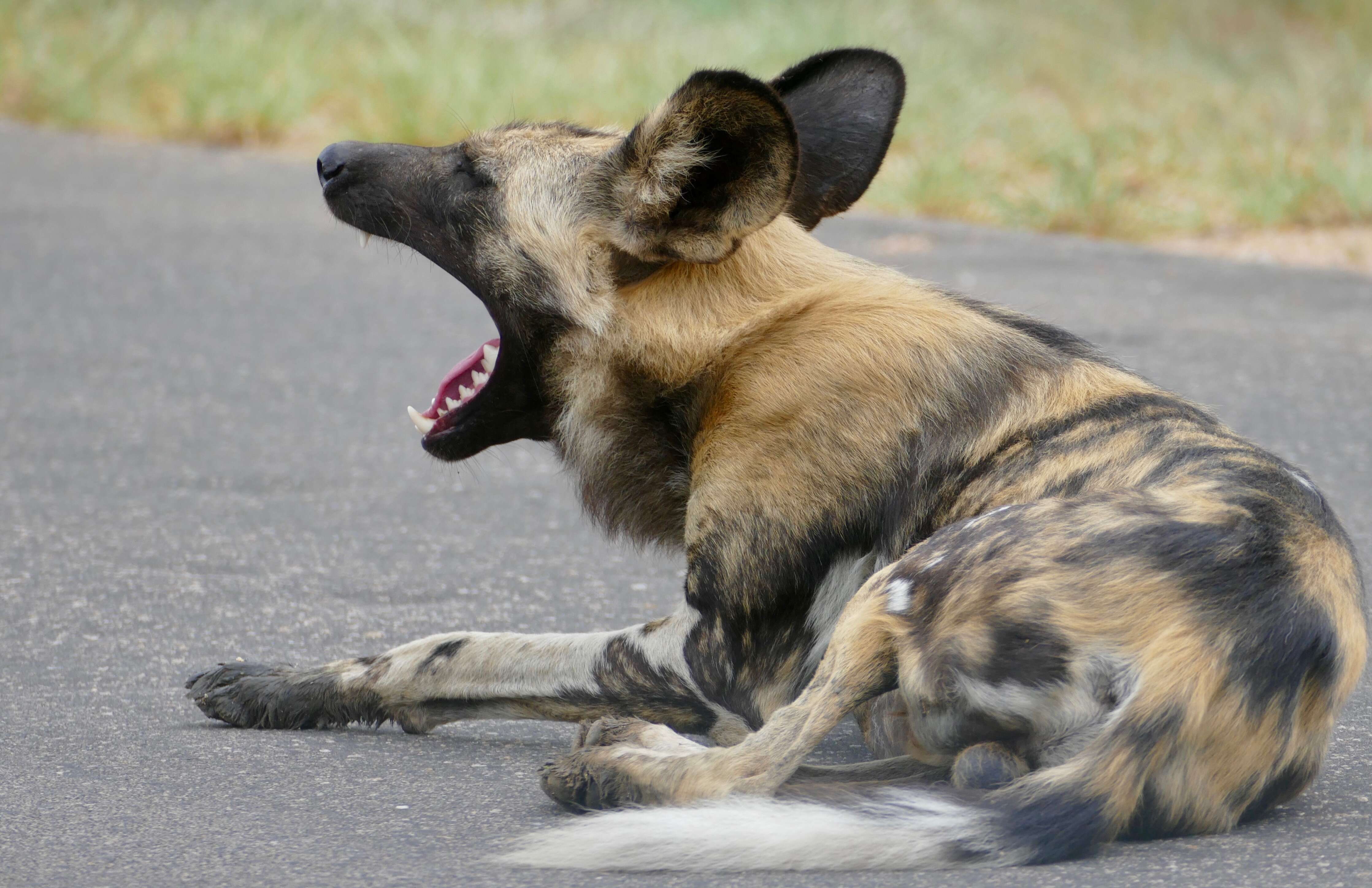 Image of African Wild Dog