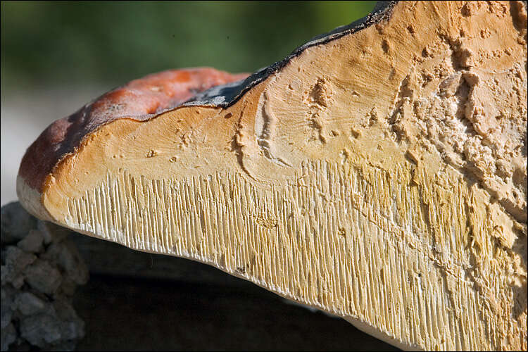 Image of Fomitopsis