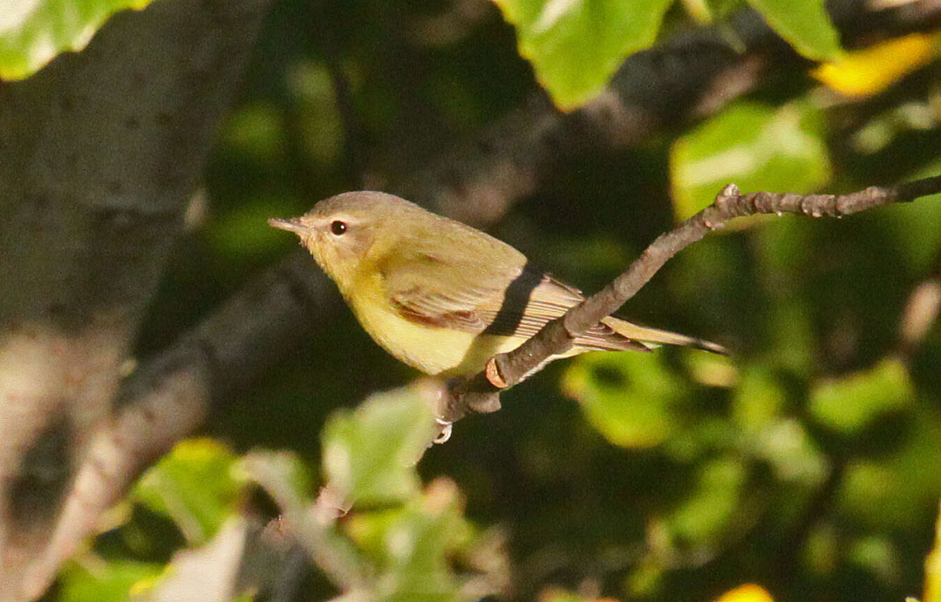 Image of Vireo Vieillot 1808