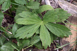 Imagem de Astrantia major subsp. major