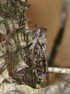 Image of Cicada