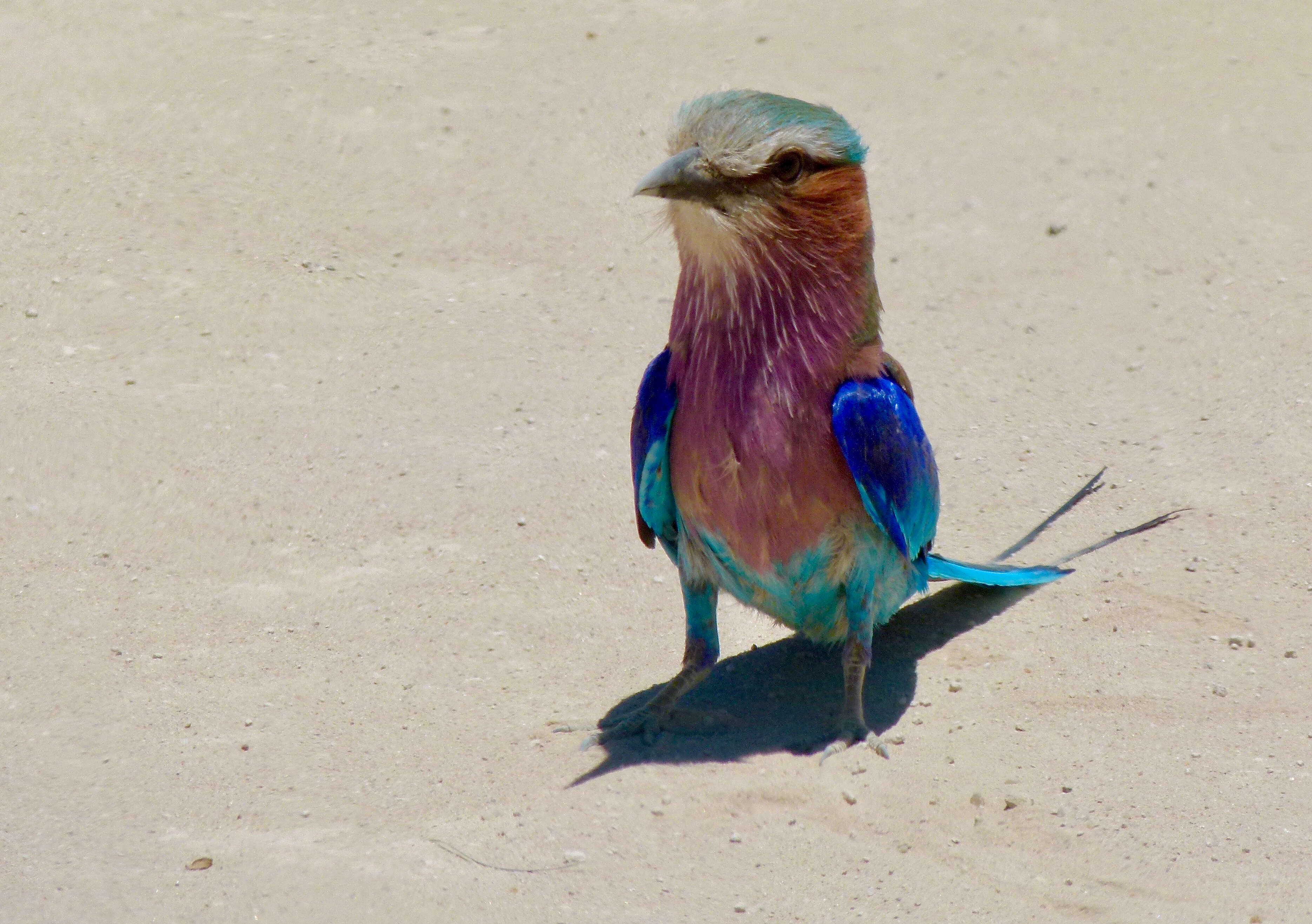 Image of Lilac-breasted Roller