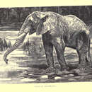 Image of Loxodonta